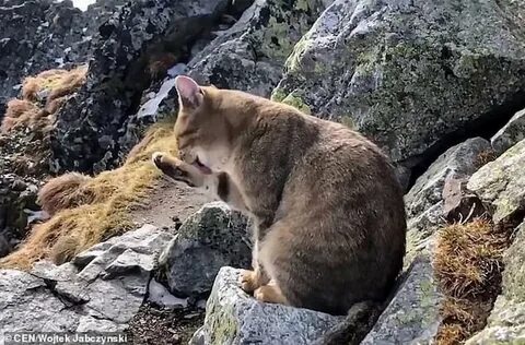 Гор кот