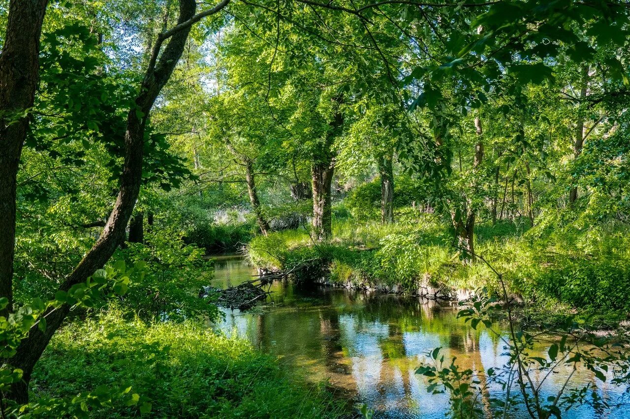 Солотча извилистая река. Река в лесу. Лето речка. Лето река.