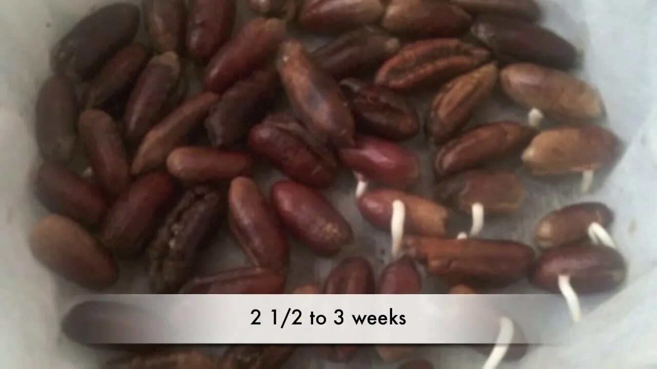 Huike. Seed dating. Seed dating. Ростки в ряд. Seed dating.