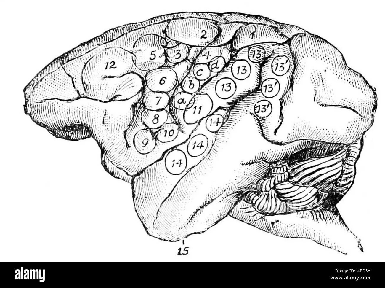 Какой мозг у приматов. Головной мозг человека и приматов. Головной мозг обезьяны.