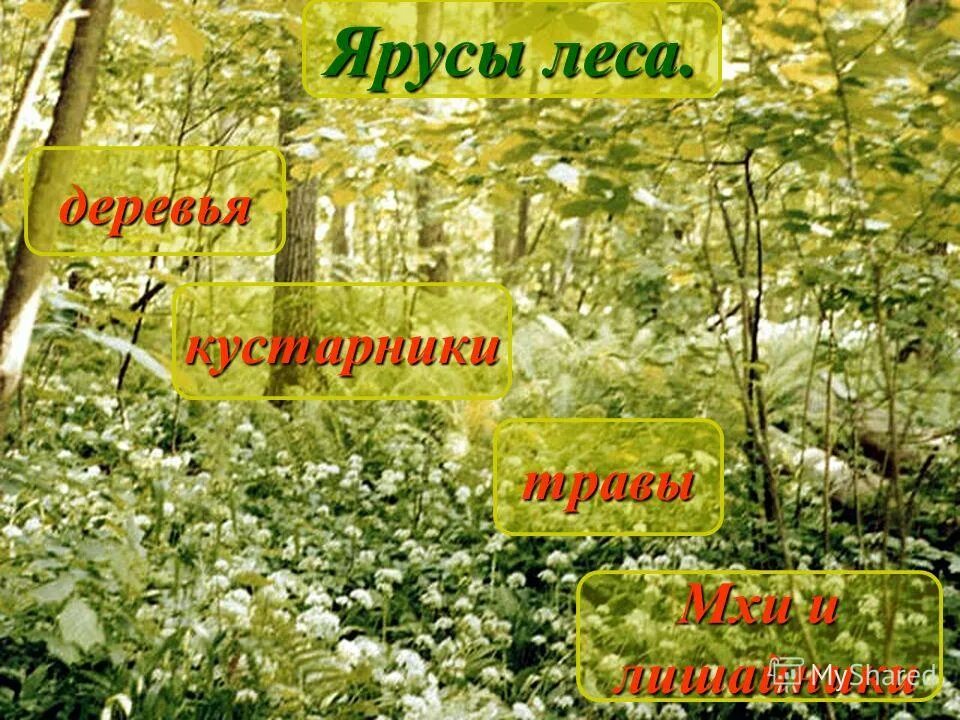 Почему лес природное сообщество. Природное сообщество лес. Природные сообщества презентация. Проект природное сообщество лес. Природное сообщество лес презентация.