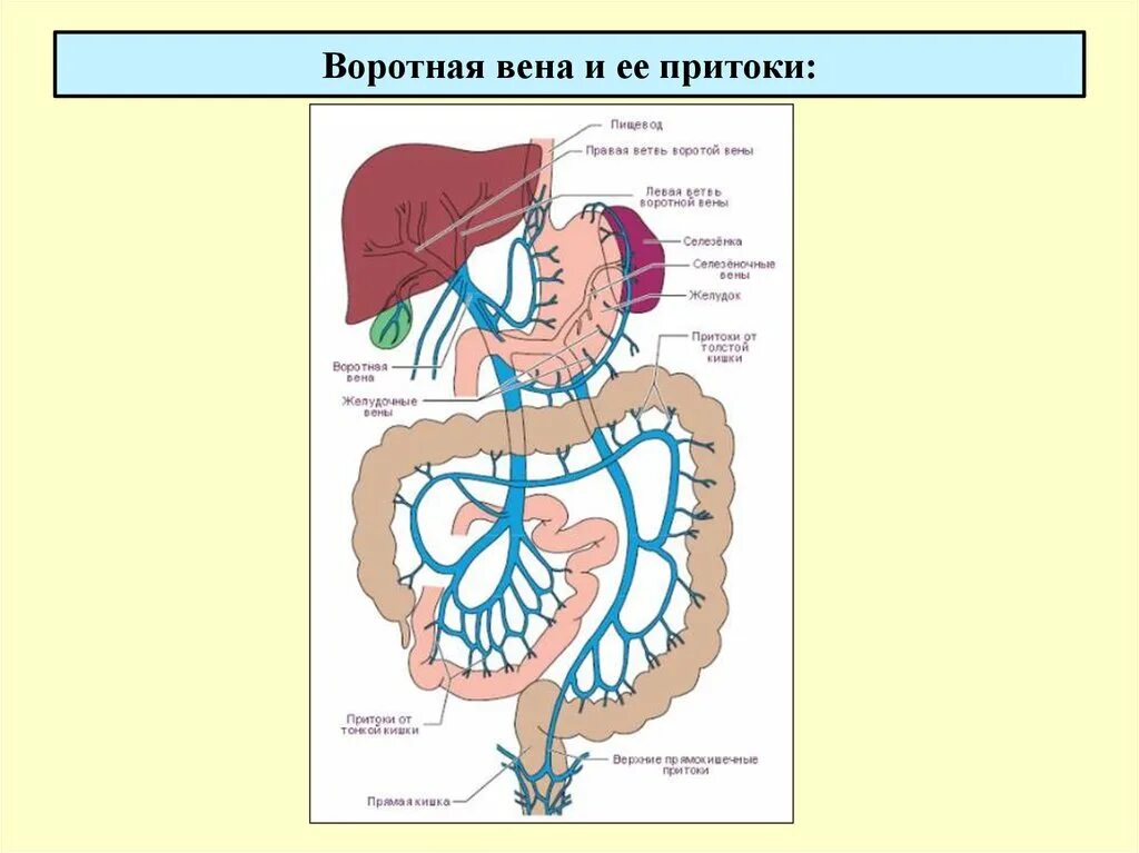 Система воротной вены анатомия. Схема строения системы воротной вены. Система воротной вены печени. Правая воротная вена