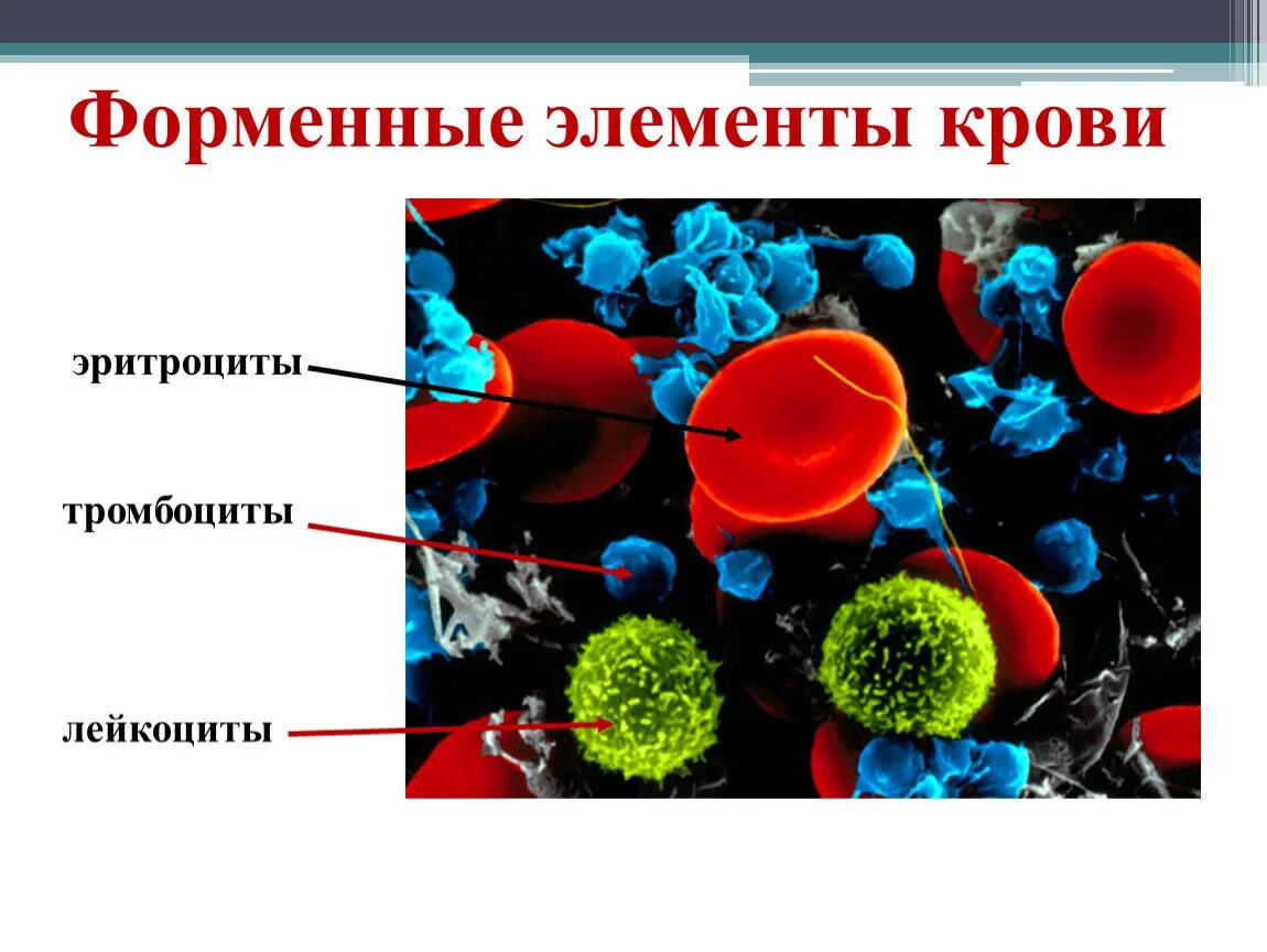 Форменные элементы крови эритроциты лейкоциты тромбоциты. Форменные элементы клетки (тромбоциты. Лейкоциты, эритроциты). Таблица форменные элементы крови тромбоциты эритроциты лейкоциты. Форменные элементы крови строение эритроциты.