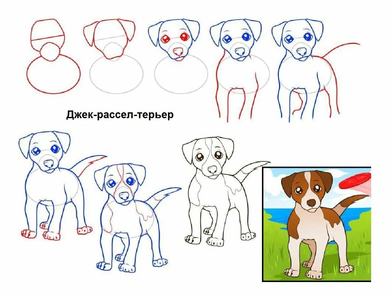 Схема собаки рисунок. Нарисовать Джек Рассел терьера поэтапно. Как нарисовать Джек Рассела терьера поэтапно. Лёгкие рисунки собак. Схема рисования собаки.