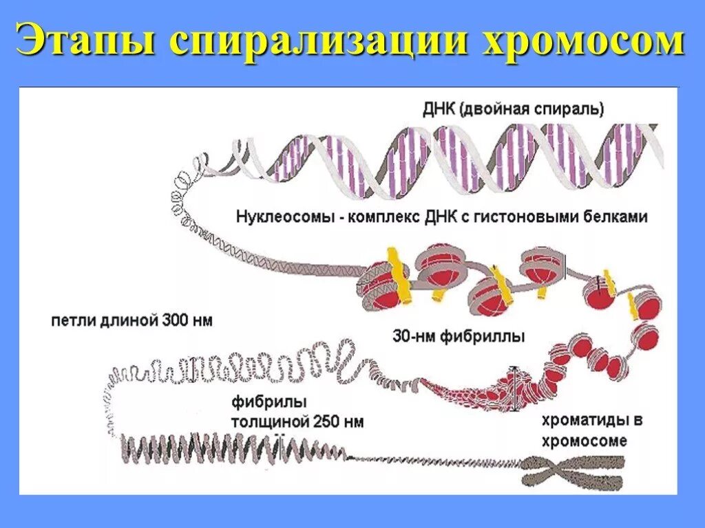 Спирализация хромосом происходит в ответ. Спирализация хромосом. Спиридизацич хромосом. Деспирализация хромосом. Диспериоизация хромосом.
