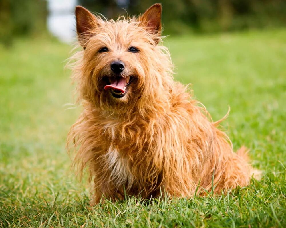 Йоркширский терьер. Норвич терьер. Порода бивер. 6 терьер. Йоркширский терьер 7 кг.