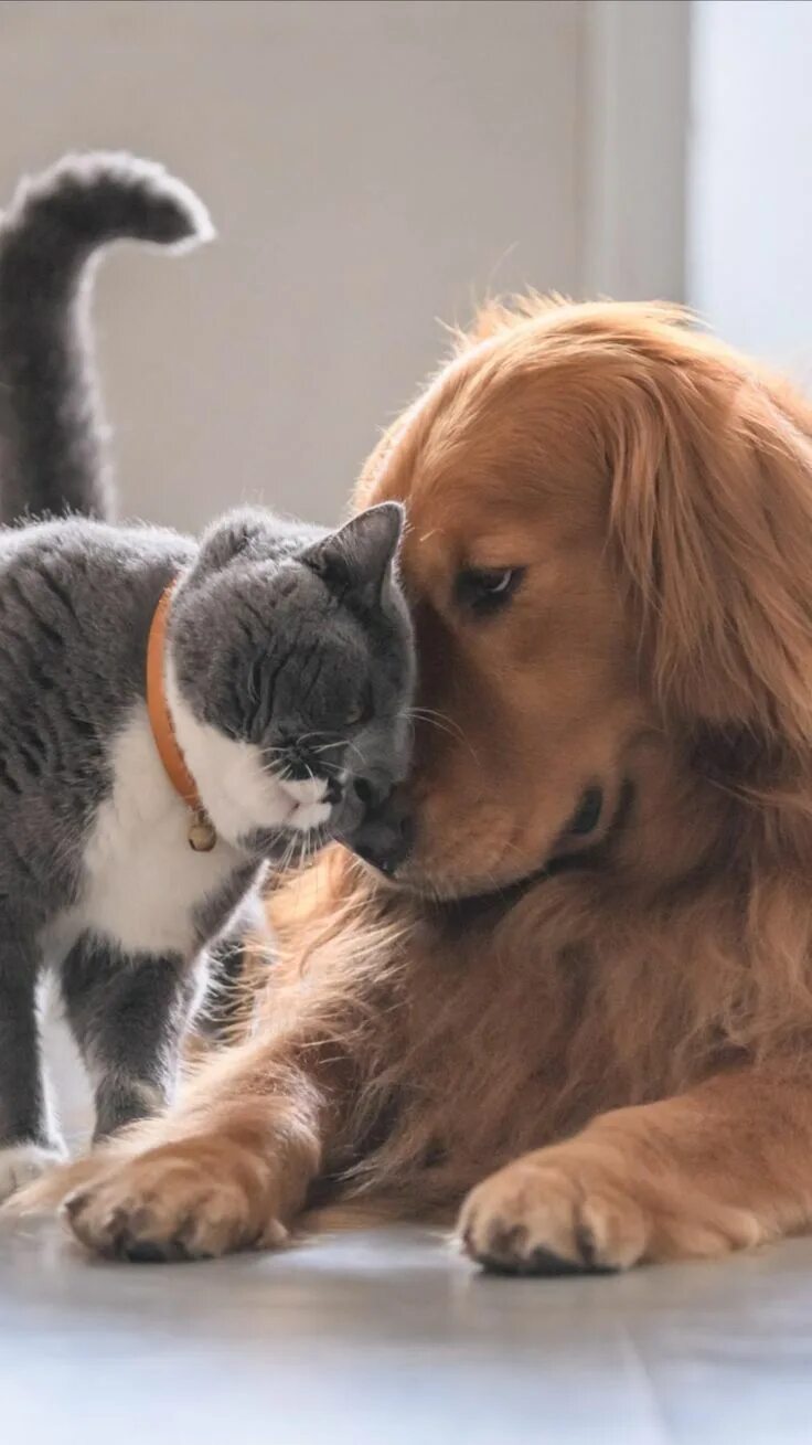 Котик та собачка. Котик та собачка
