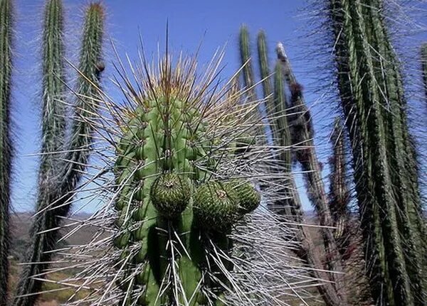 интересное о кактусах для детей. презентация на тему кактус. информация о кактусе. кактус 3 класс. информация о кактусе.