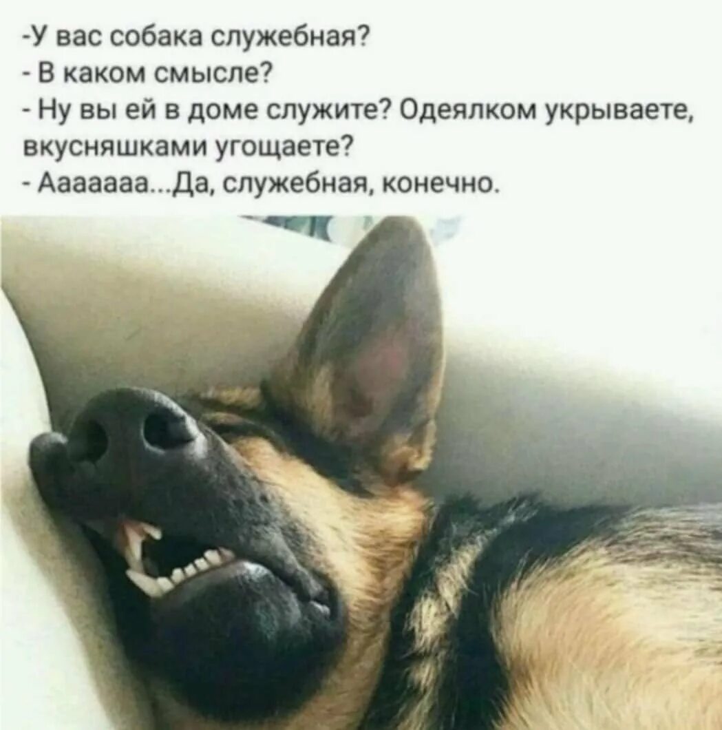 Достала собака лаем. Достала собака лаем