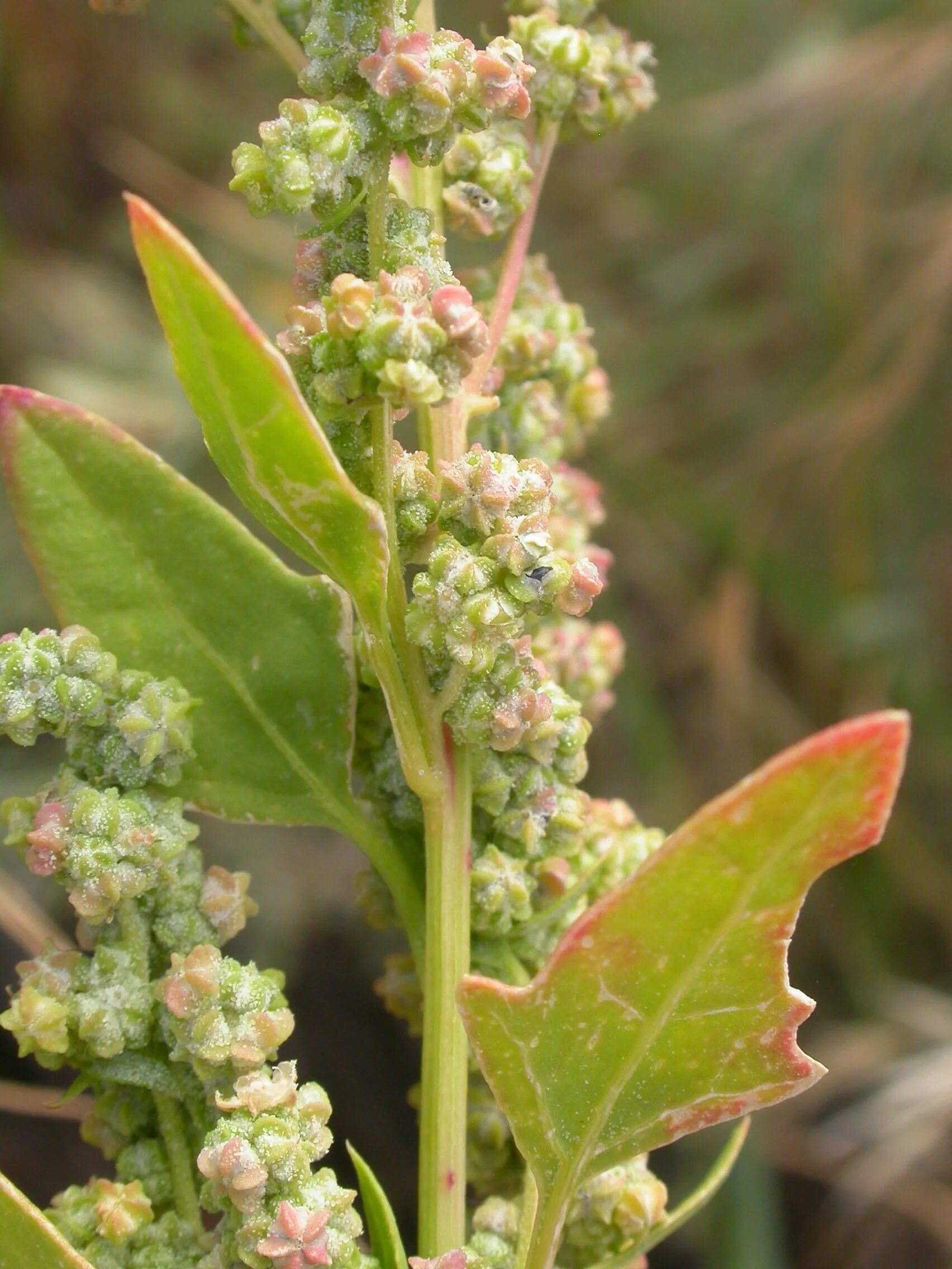 Марь белая лебеда. Марь обыкновенная (лебеда). Марь сизая (Chenopodium glaucum). Лебеда копьелистная.