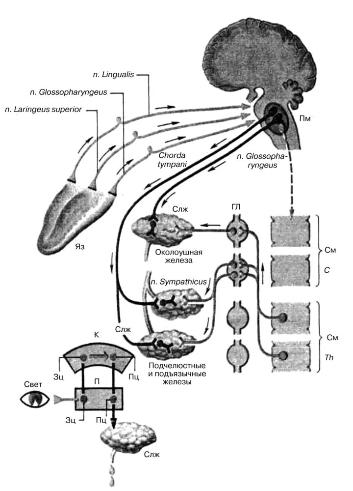 Слюноотделение нервная система. Схема условного слюноотделительного рефлекса человека. Схема рефлекторной дуги слюноотделения. Регуляция слюноотделения схема. Нейрогуморальная регуляция слюноотделения.