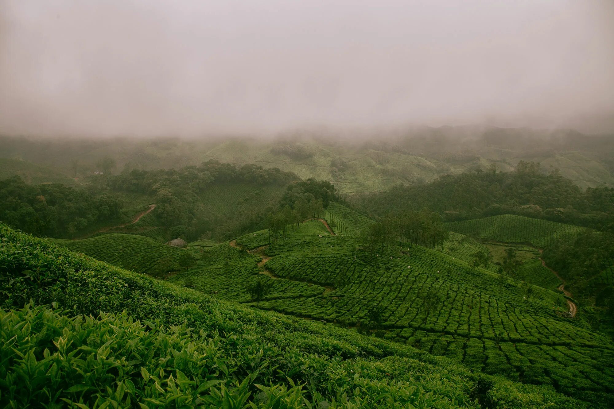 Tea fields