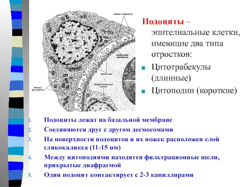 Клетки имеющие два ядра. Подоциты эпителиальные. подоциты это эпителиальные клетки. подоцит строение. отростки подоцитов.