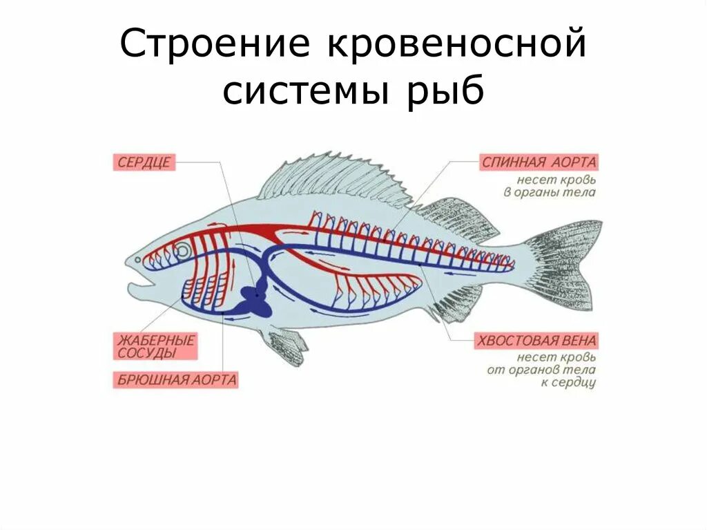 Состав и строение кровеносной системы рыб. Кровеносная система костных рыб схема. схема строения кровеносной системы костной рыбы. строение кровеносной системы костных рыб. строение кровеносной системы рыб 7 класс.