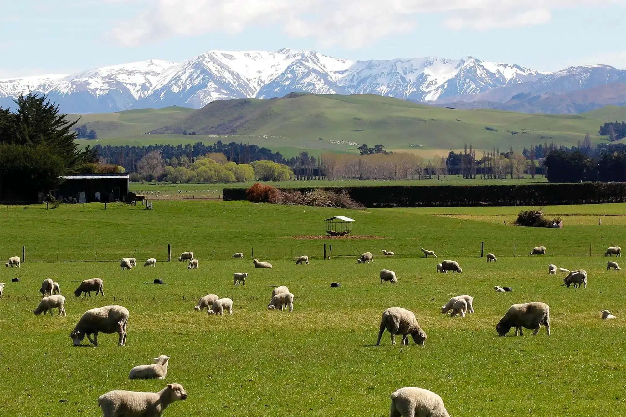 Промышленность новой зеландии. Овцеводство в Австралии. Новая Зеландия овцеводство. Новая Зеландия пастбища. Пастбища овец в новой Зеландии.