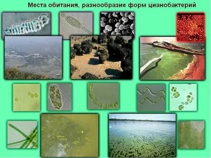 Место обитания бактерий