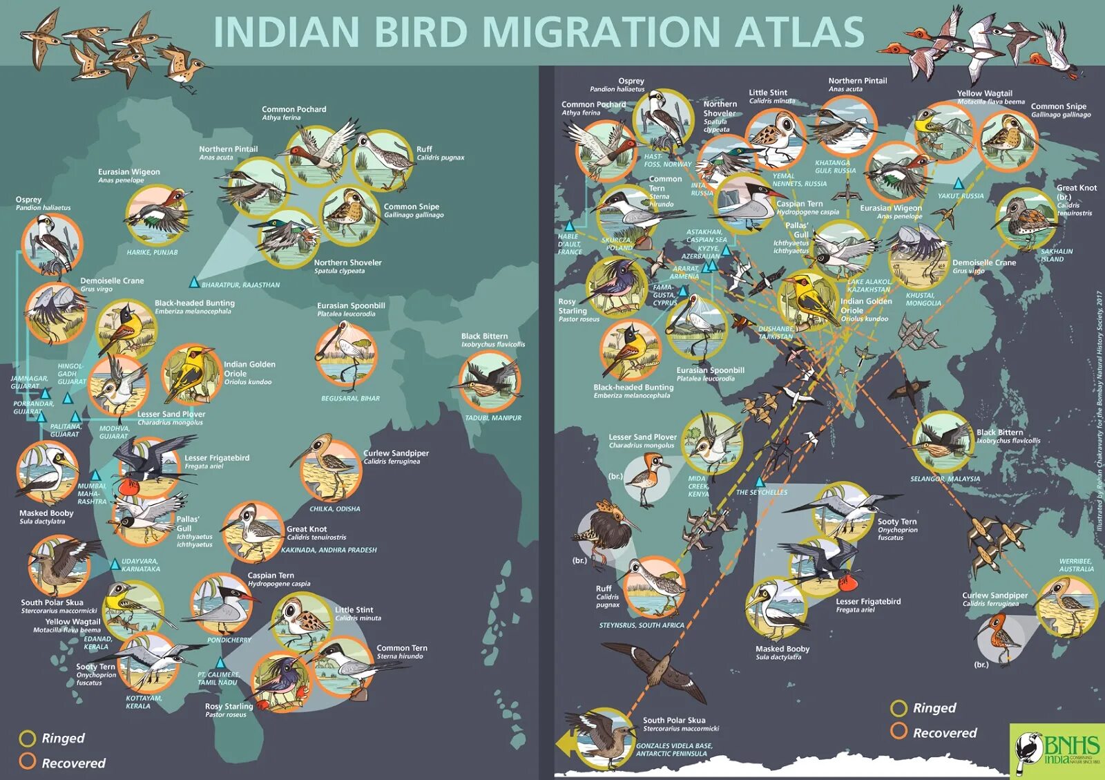 Migration atlas