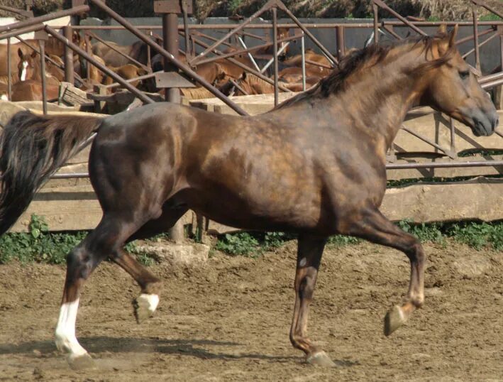 КОНИ ЛОШАДИ Масть КАРАКОВАЯ Русская Верховая ИСПИР Horses, Animals, Views album