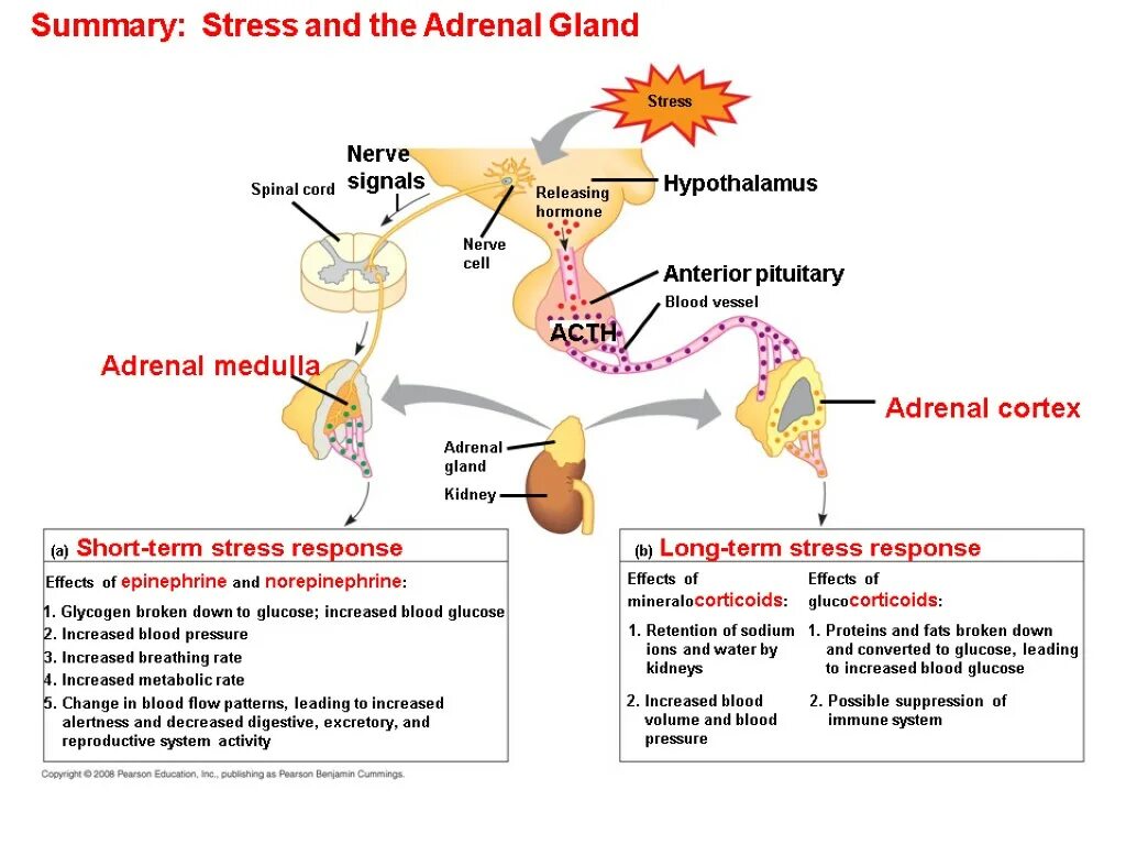 Adrenal Glands Hormones. Стресс и репродуктивная система. Стресс и репродуктивная система женщины. Гипоталамус зависимые и независимые гормоны. Стресс научные статьи