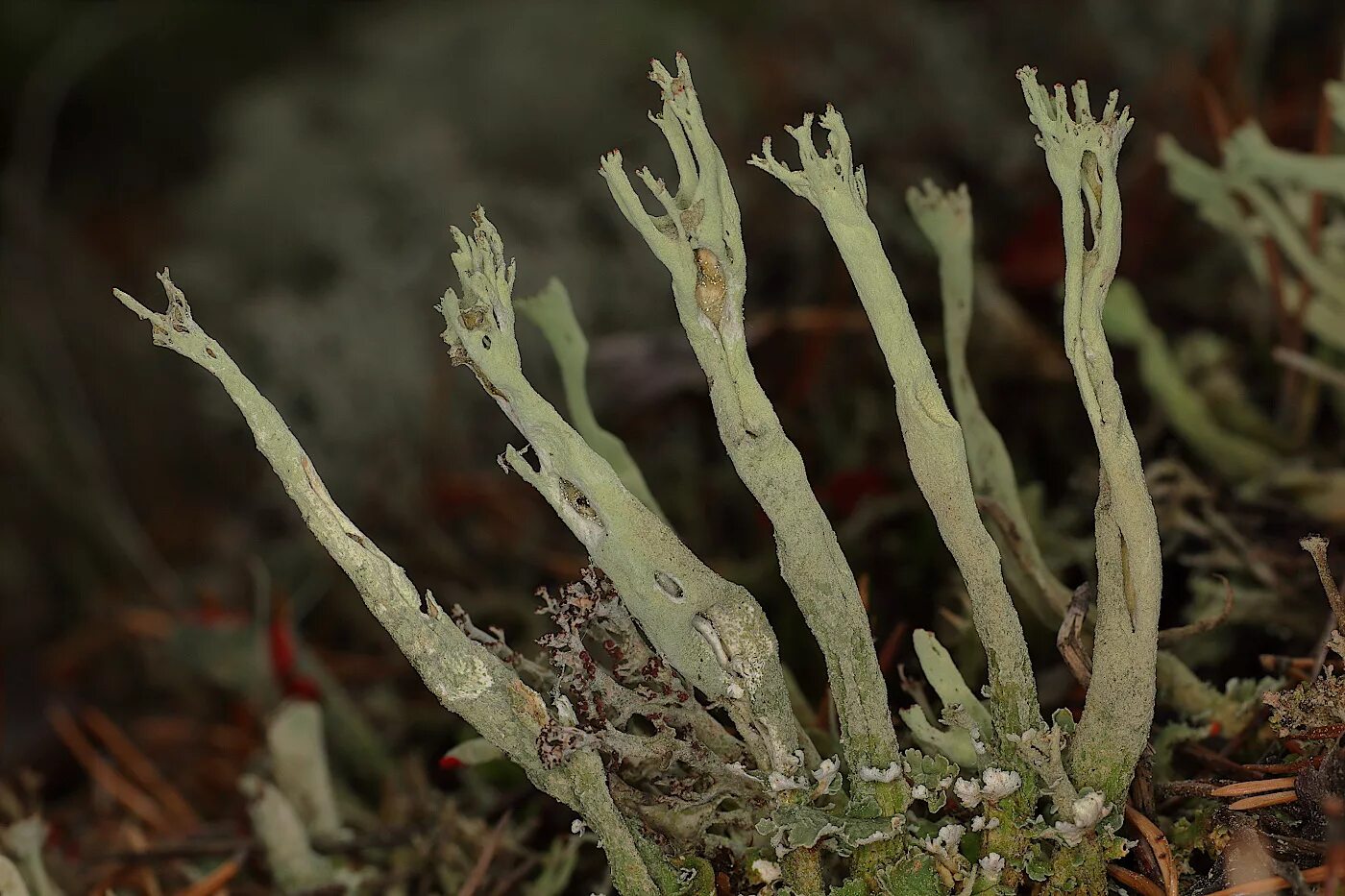 Кладония деформис. Cladonia deformis hoffm. Кладония бесформенная cladonia deformis. Кладония бесформенная cladonia deformis. Лишайник кладония бесформенная.