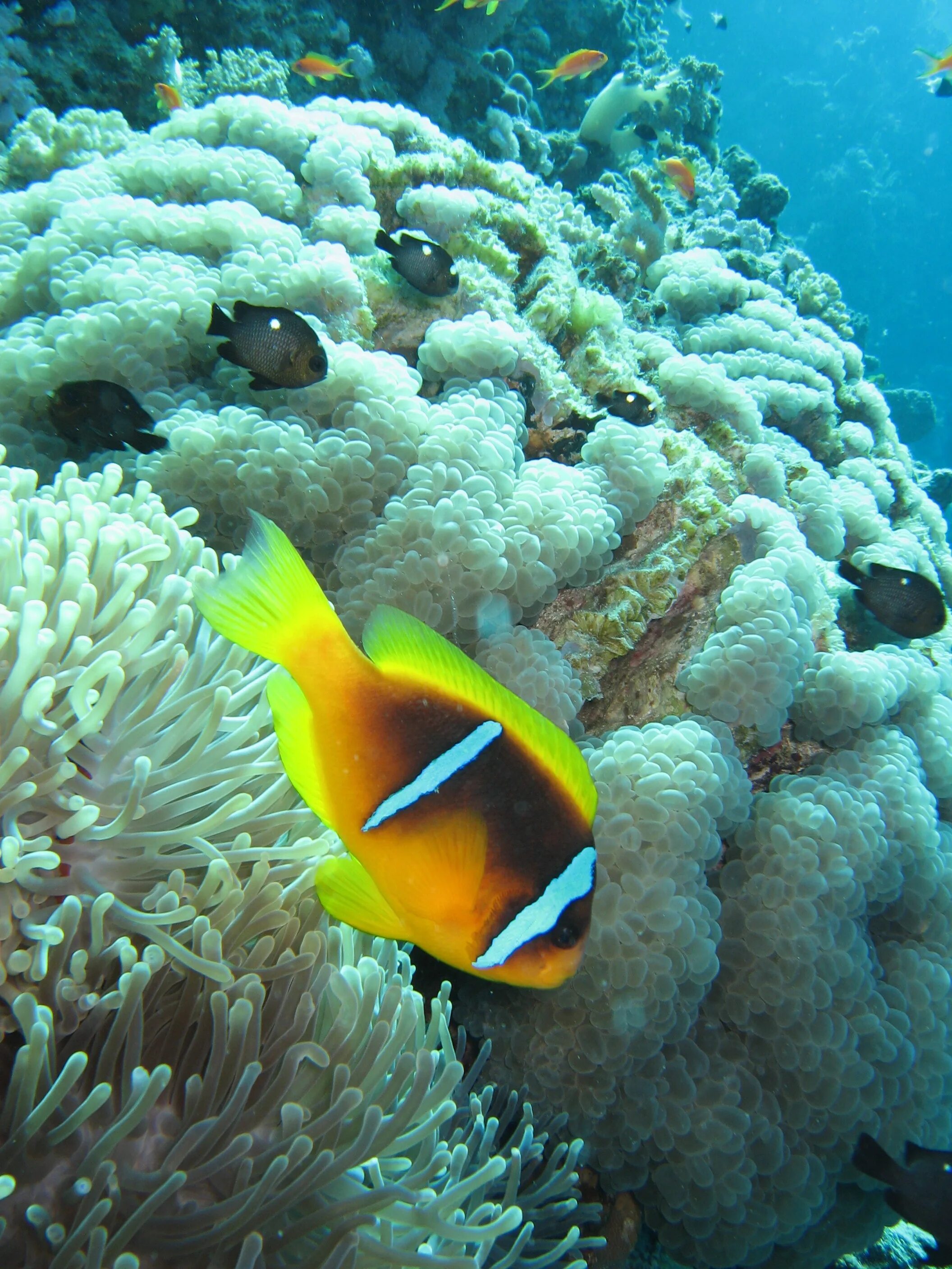 Рыбка коралловых рифов. Красное море амфиприон рыба. Рыба клоун красное море. Рыбки коралловых рифов в Красном море. Рифовые рыбки Египта.