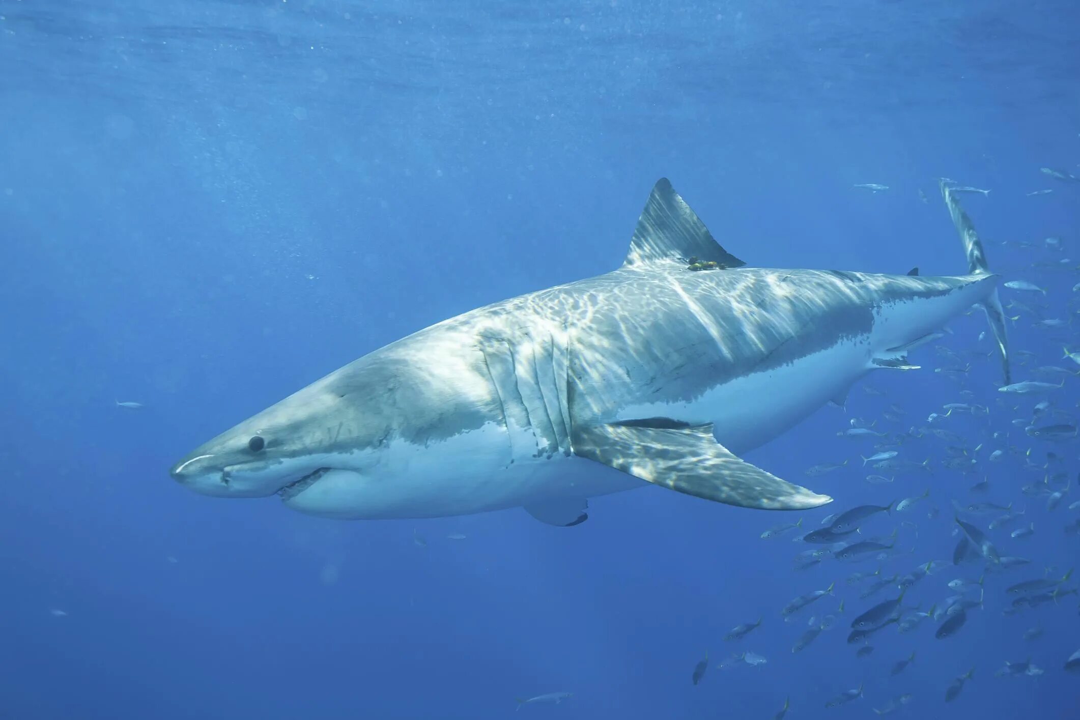 Фотки больших акул. Гангская акула. Белая акула людоед кархародон. Белая акула фото. Большая белая акула.