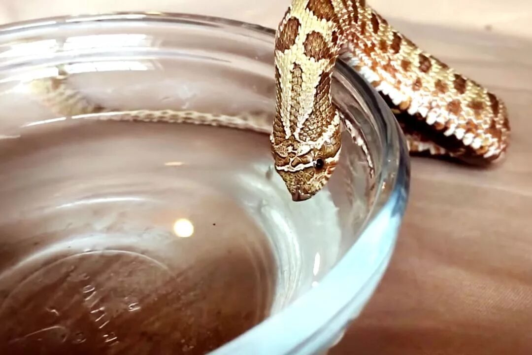 Змея пьет воду. Пьющая змея. Змейка пьет.