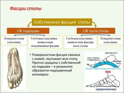 Поверхности стопы