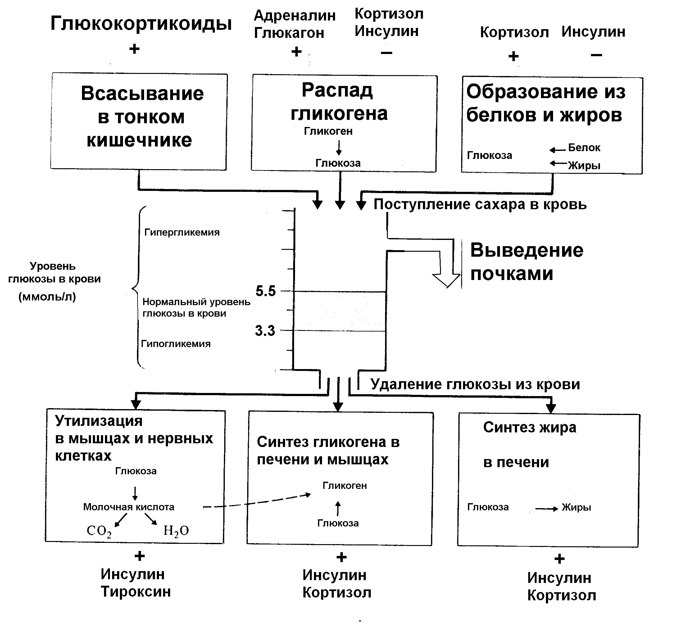 Регуляция уровня Глюкозы в крови схема. Схема регуляции уровня Глюкозы гормонами. Схема регуляции уровня сахара в крови. Механизм регуляции уровня глюкагона гормона в крови. Повышен уровень адреналина в крови