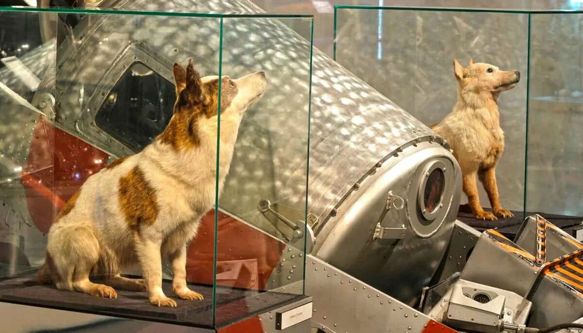 Чучела белки и стрелки в музее космонавтики. Полет собак в космос белка и стрелка. Музей космонавтики белка и стрелка чучело.
