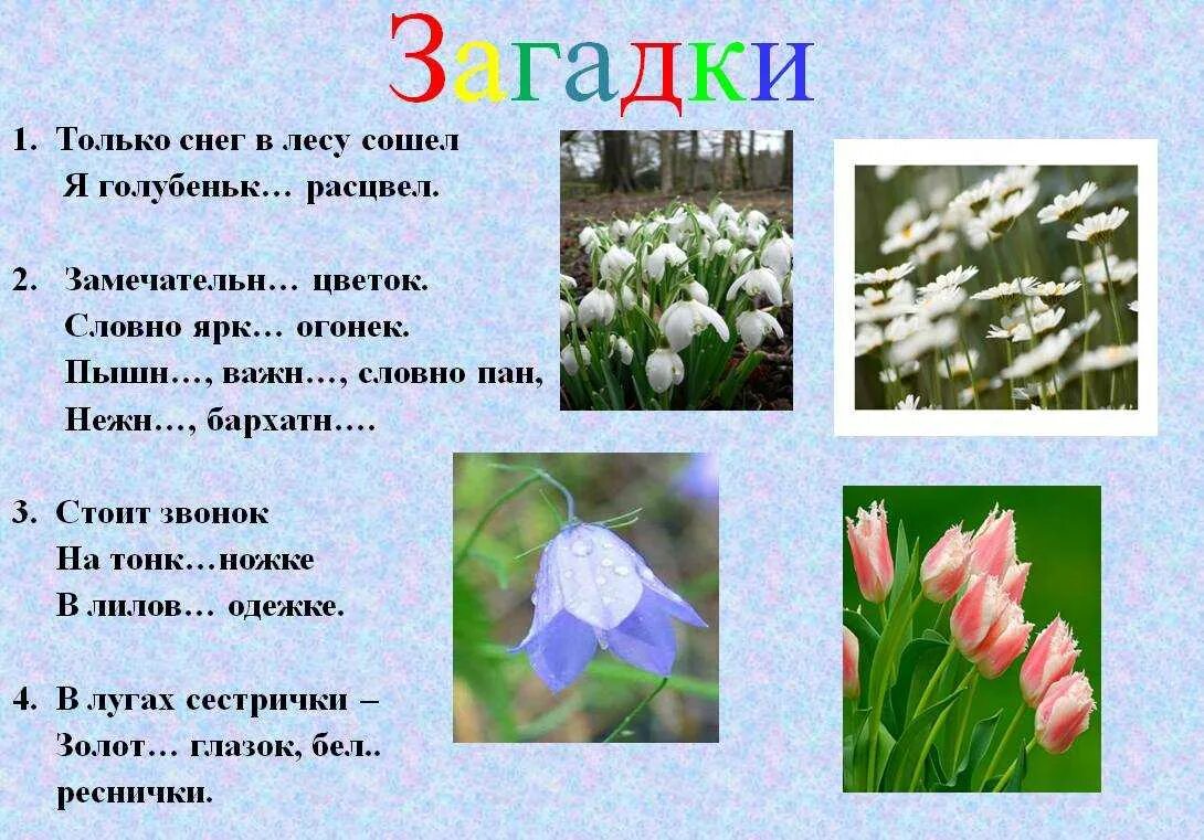 Загадки про весну. Загадки про весенние цветы. Загадки о весне для 2 класса короткие