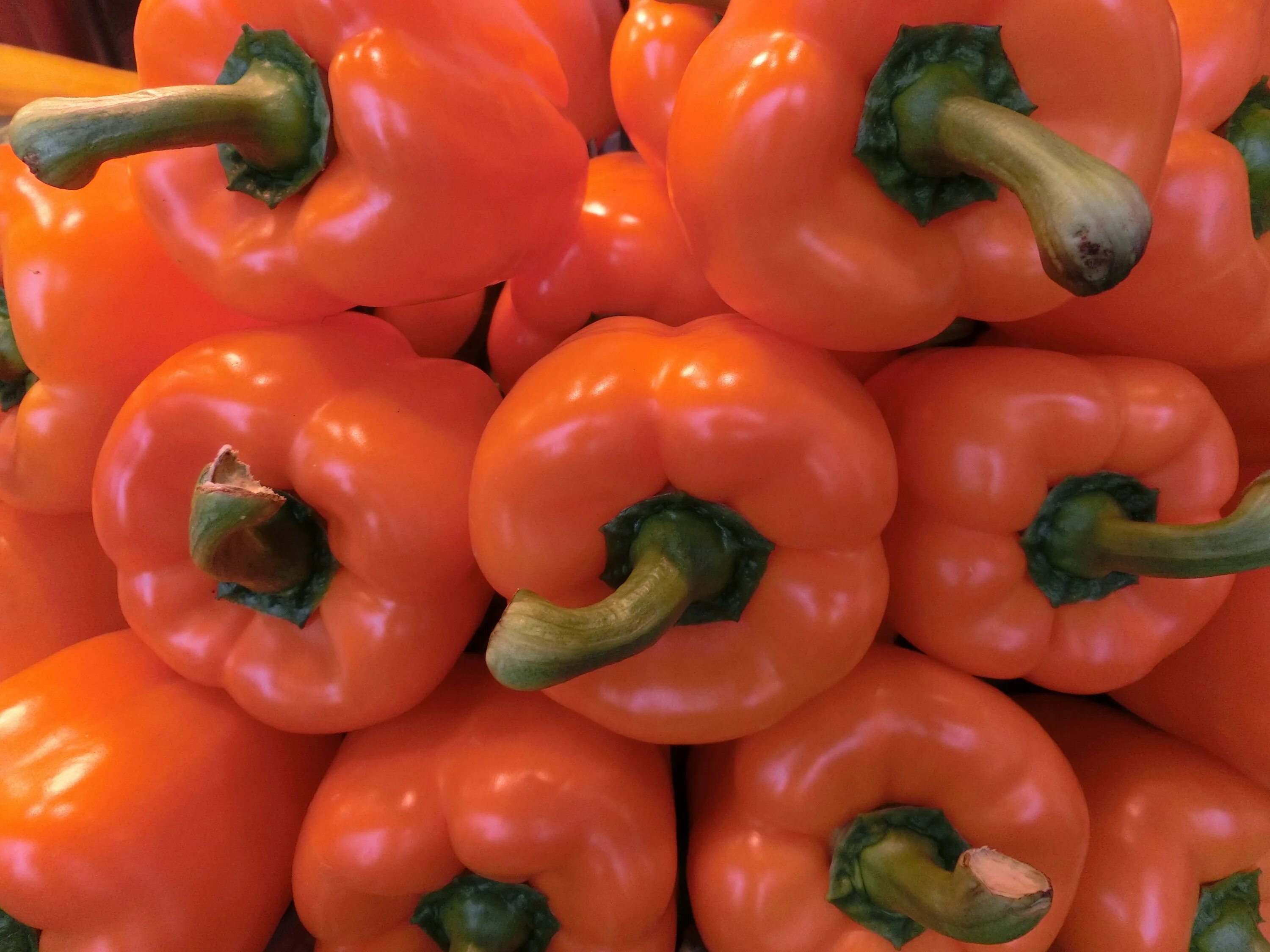 Orange vegetables. Перец паприка оранжевый. Перец Геркулес. Перец оранжевый апельсин. Перец сладкий апельсин.