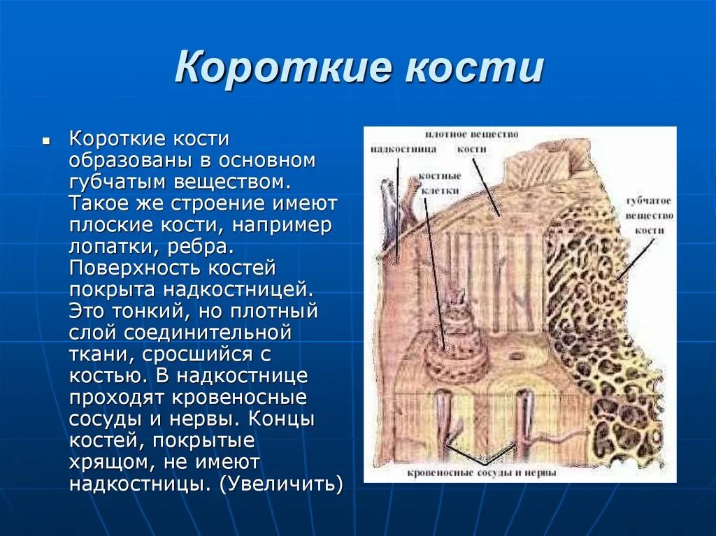 Губчатые кости образуют. Короткие кости. Короткие кости строение. Строение губчатой кости. Короткие губчатые кости строение.