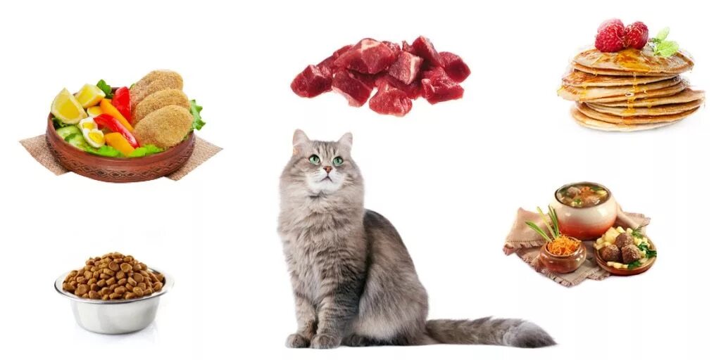 Что можно кошкам из еды. Питание кошек. Еда для котов. Полноценное питание кошек. Еда для котят.