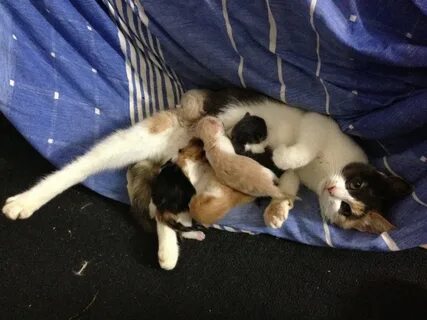 Кошка окотилась
