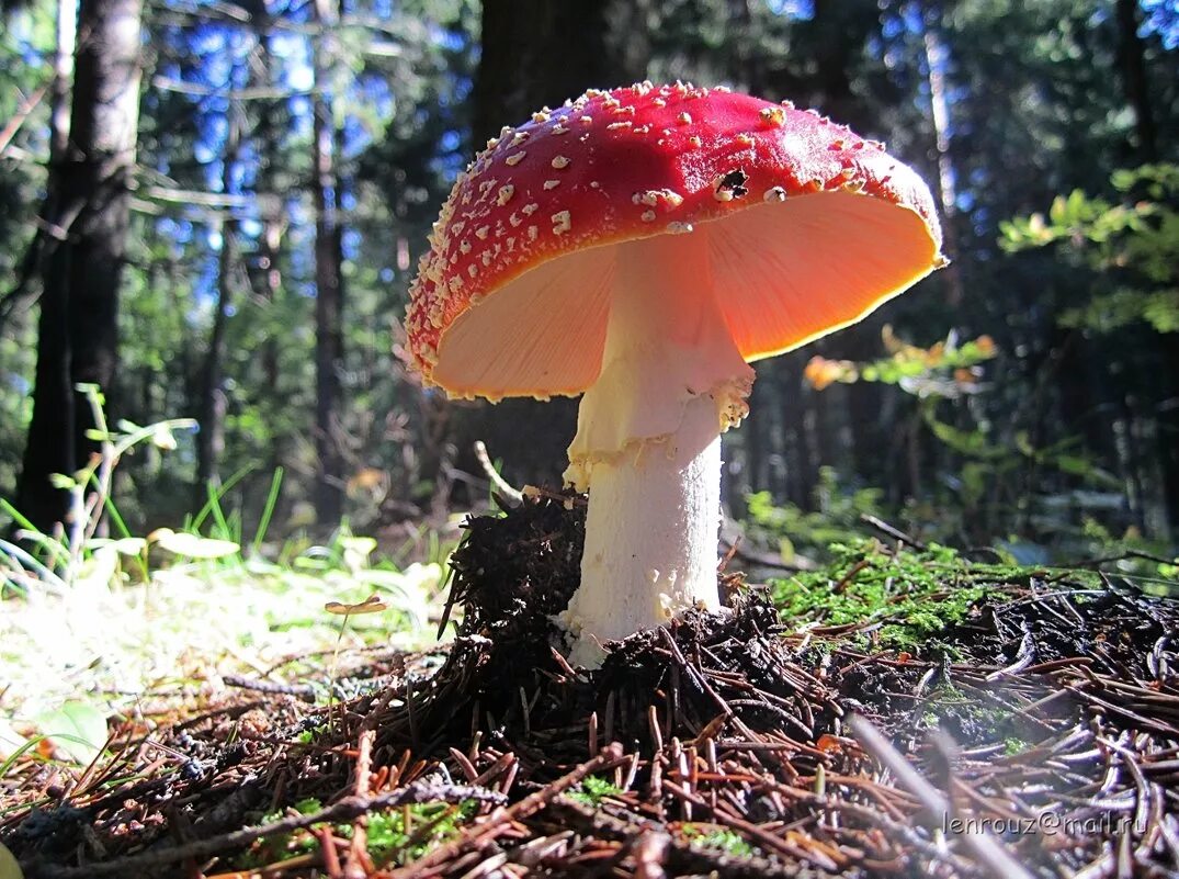 поганка красная. поганка красная. мухомор красный (amanita muscaria). мухомор красный аманита мускария. поганка красная.