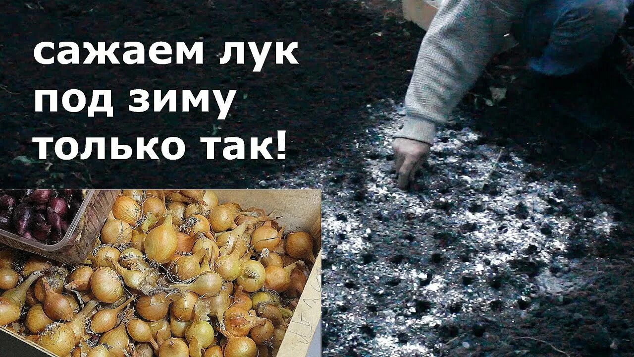 Когда сажать лук под зиму беларусь 2025. Когда сажать лук под зиму беларусь 2025