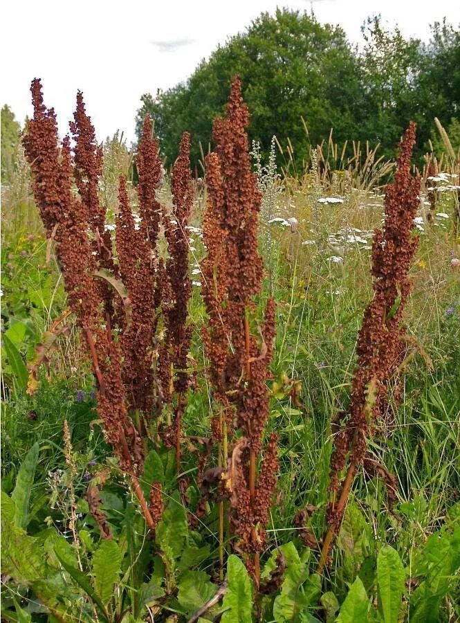 Польза конского щавеля для человека. Конский щавель (rumex crispus). Конский щавель (rumex crispus). Щавель конский описание растения. Польза конского щавеля для человека.