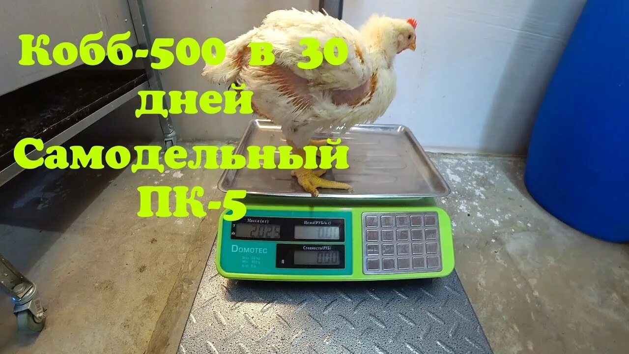 Вес бройлеров Cobb 500 по дням. Весы для бройлеров. Вес бройлера. Вес бройлера в 40 дней Кобб 500.