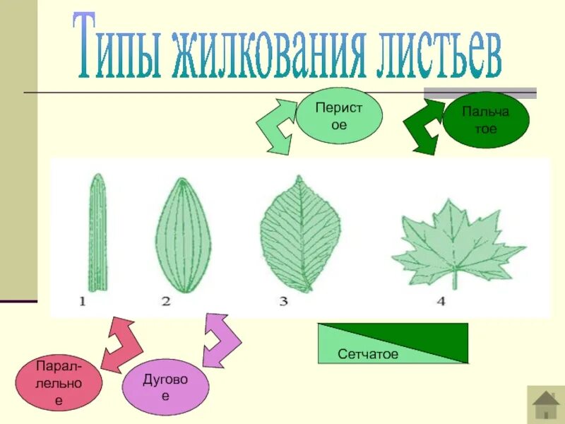 Особенности строения и жилкования листьев. Особенности строения и жилкования листьев
