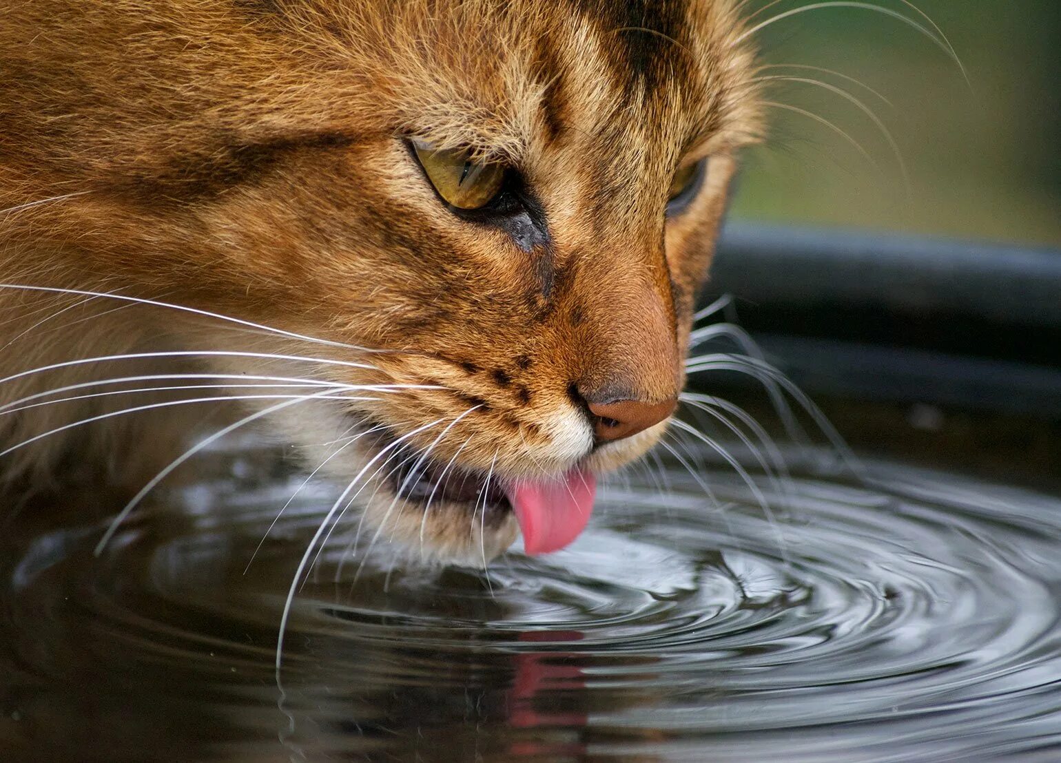 Кошка вода нос. Кошка пьет воду. Животные пьют воду. Кошка пьёт воджу. Кошка лакает воду.