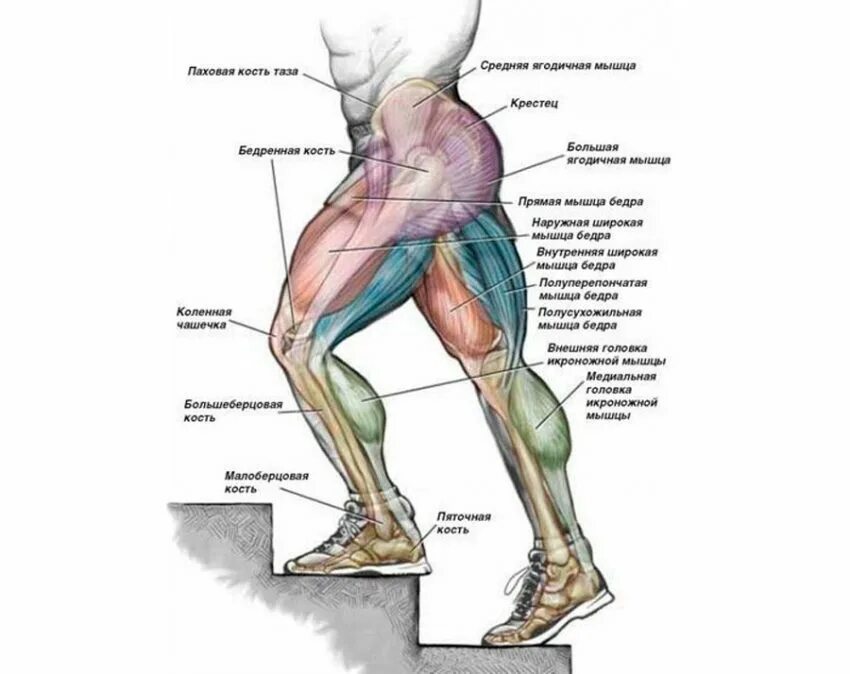 Какие мышцы работают при подъеме на лестницу. Какие мышцы качаются при подъеме по лестнице. Какие мышцы работают при поднятии по ступенькам. Какие мышцы задействованы при ходьбе по лестнице.