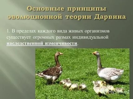 Каждый вид живых
