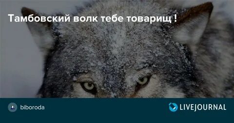 Какой волк товарищ