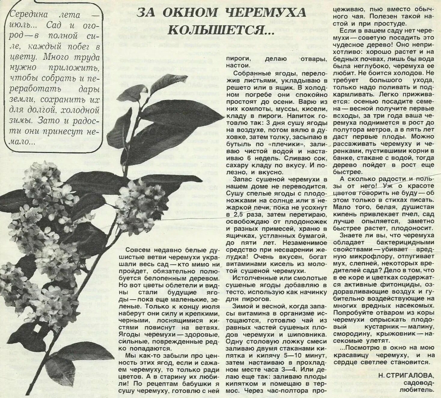Черёмуха обыкновенная плоды. Черемуха. Черемуха описание для детей. Черёмуха обыкновенная ягоды съедобные. Черёмуха для травника.