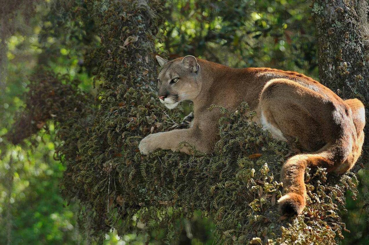 Дикая среда обитания животных. Флоридская Пума. Пума (Puma concolor):. Флоридская Пума животное. Пума Южная Америка.