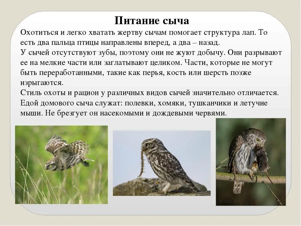 Какие отношения между кактусовым сычом и змеей