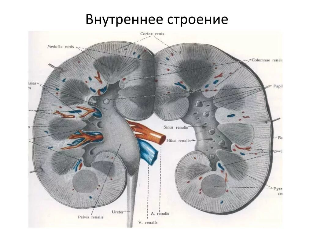 Renalis перевод с латинского. Ductus papillaris. Sinus renalis анатомия. Renalis перевод с латинского. Cortex renalis.