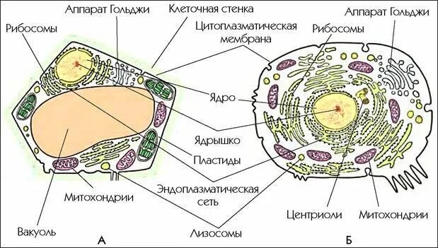 Клетка строение функции егэ. Строение эукариотической клетки животного и растения. строение животной клетки егэ биология. строение эукариотической клетки животной и растительной. строение растительной клетки егэ биология.