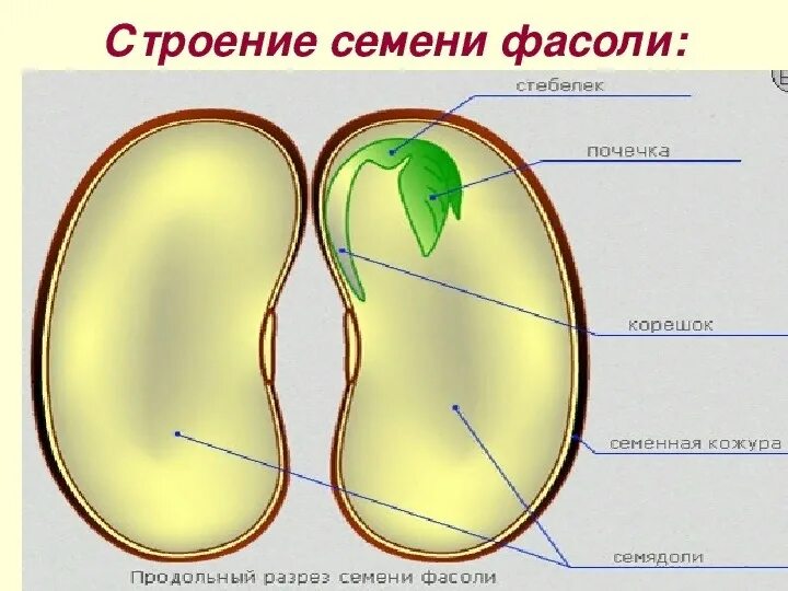 Почечка корень. Строение двудольного семени фасоли. Строение зародыша семени фасоли. Семя в разрезе семядоля. Строение зародышевого семени.